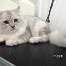 멍냥살롱 이미지