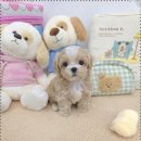 이쁜강아지 이미지