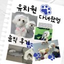 큰별유치원 | 양산애견유치원 고민하다가.. 핸즈독 1일 체험 맡겨봤어요 솔직하게 후기 써봄