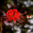 고창고인돌(목포) 이미지