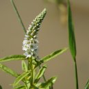 큰진퍼리까치수염 / Lysimachia × glabrophora J.S.Kim &amp; K.Choi 이미지