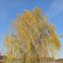 탄금호의 아침 | 충주 중앙탑사적공원 탄금호무지개길 왕복 3km 탑뷰 카페 메밀마당