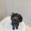 나의 반짝 그루밍 | 안양 동편마을 애견미용 리본독그루밍