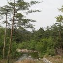대관령 치유의 숲 이미지