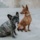 서산동물병원 이미지