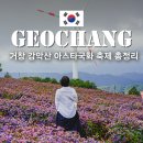 거창-신원-4 | 2025 감악산 아스타국화 축제 후기 10월 거창 가을 여행 &amp; 주차·포토존·먹거리 총정리