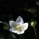 들꽃세상 이미지