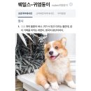 웰시코기의 한국 정식명칭 이미지