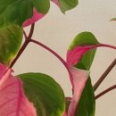 파티타임 이미지