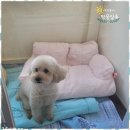 멍뭉살롱 이미지