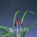 자미성 Daum카페