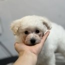 그루밍독 연구소 이미지