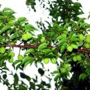 광희농장 이미지