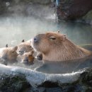 웨이브코어 이미지