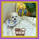 퍼피댕 강아지분양 안심분양소 광명점 말티푸 미니비숑 토이푸들 이미지