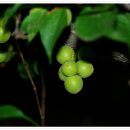 금월농장 이미지