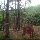 야생사슴농장 이미지