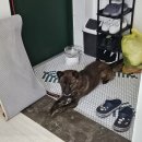 댕이샤워 이미지