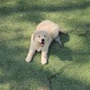 리틀파우스 이미지