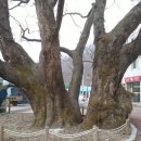 산외면 구티리 700年 된 느티나무 이미지