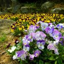 부산 금강 식물원의 봄꽃들 이미지