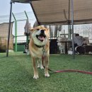 케어독 하우스 | 강아지 공격성 사회화, 시바이누 장군이의 수원 강아지유치원 한 달 후기