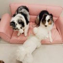 쿠이다르 이미지