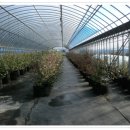 회진농장 이미지