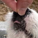 에이스 켄넬 | “내 새끼, 장하다! 장해!”