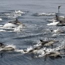 돌고래회관 이미지