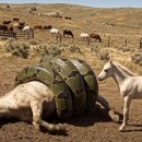 Animal Rescue: Rescuing a Mother Horse from a Giant Python Attack 이미지