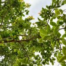 사라보카 이미지