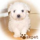 강아지당 이미지