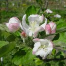 사과꽃필무렵 이미지