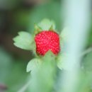 뱀딸기 Indian strawberry 이미지