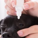 마스터 동물의료센터 이미지