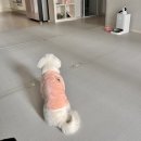 몽트루디 이미지