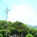 지리산 천년송 Daum카페