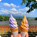 멜론버스(주) | 삿포로 비에이 버스투어 여름 홋카이도 여행 추천 할인 업체비교 예약 후기