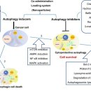 리우 표적 주열요법 | 자가포식유도제와 억제제
