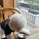 오마이퍼피 이미지