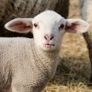 남동목장 이미지