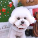 아꼬아 펫 살롱 이미지