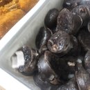 맵니떡볶이 네이버블로그