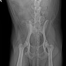 엑슬루 동물병원 이미지