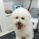 미용하러오개 네이버블로그