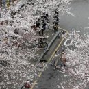그럼에도, '톡톡' 봄 꽃은 핀다..조용히 즐기는 수도권 벚꽃 이미지