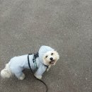 댕플 | 반려생활 댕플스테이 청주 관음사 티켓팅 꿀팁 공유 | 2026년 댕플스테이 예약일정