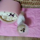 곰순이PC 이미지