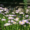 보성야생화 이미지